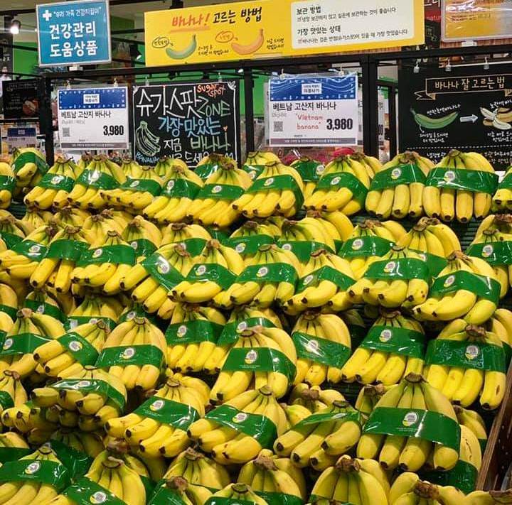 Chuối Việt Nam lần đầu tiên có mặt tại chuỗi siêu thị Lotte ở Hàn Quốc